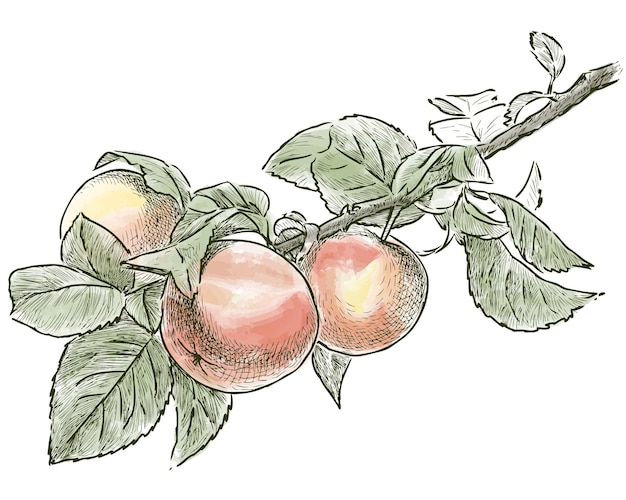 Freehand drawing with watercolor paints of tree branch with ripe apples