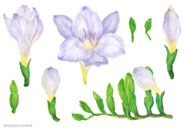 Freesia violette bloemen en knoppen, aquarel