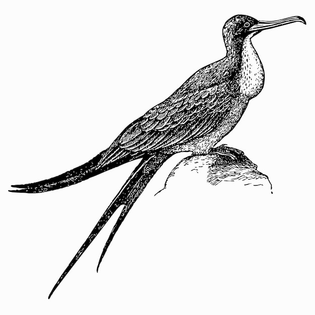 fregatvogel