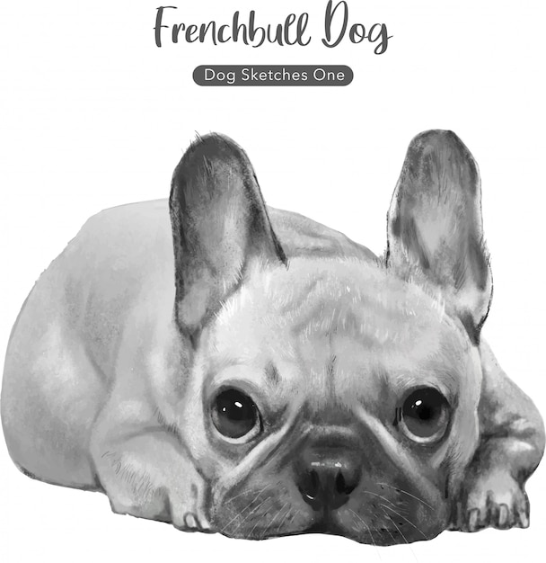 French Bull Dog Illustration