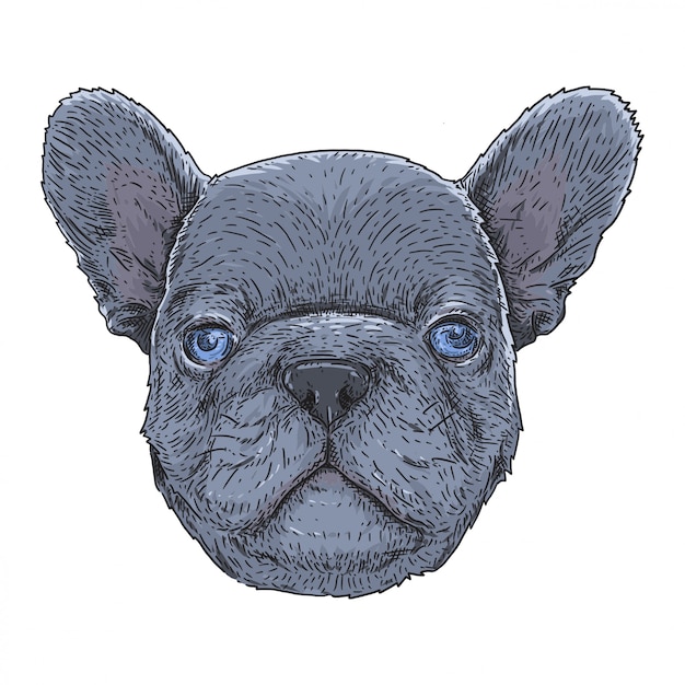 Vector french bulldog blue eyes