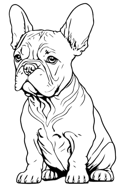 A french bulldog is sitting on a white background