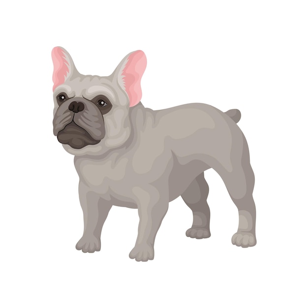 French bulldog standing in rack Small breed of domestic dog with smooth gray coat big ears and cute muzzle Decorative graphic element for promo flyer of pet shop Isolated flat vector illustration