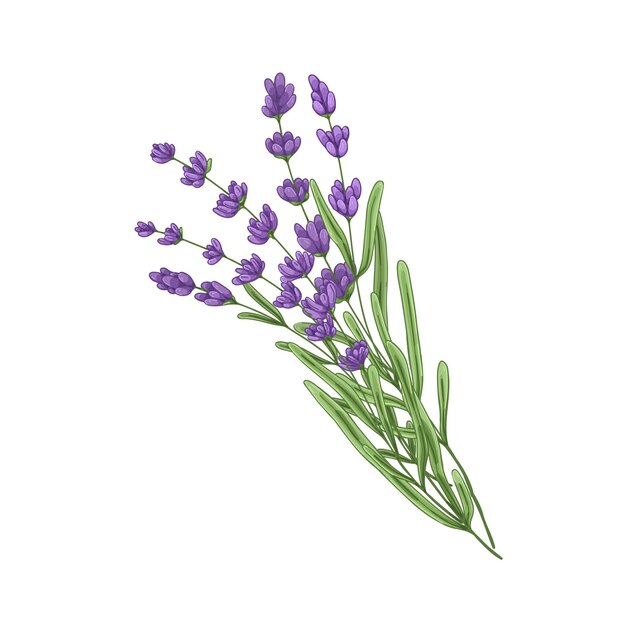 French lavender flowers. botanical drawing of provence floral bunch. purple lavander, wild plant herb. lavandula blooms, stems, field flora. drawn vector illustration isolated on white background