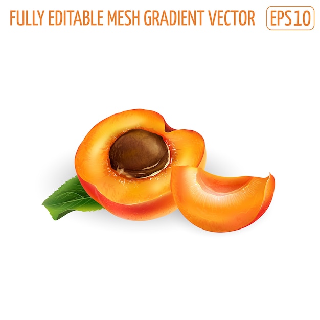 Fresh apricot half with pit and a slice. Realistic illustration.