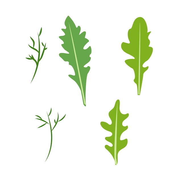 fresh arugula leaf arugula garden rocket greens leafy vegetable healthy veggie food arugula