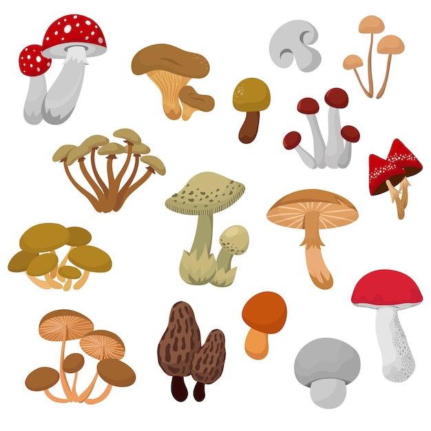 Vector fresh autumn mushrooms and toadstools cartoon vector set