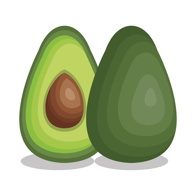 Fresh avocado vegetable isolated icon