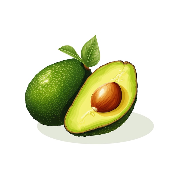 fresh avocado whole and half cut illustration