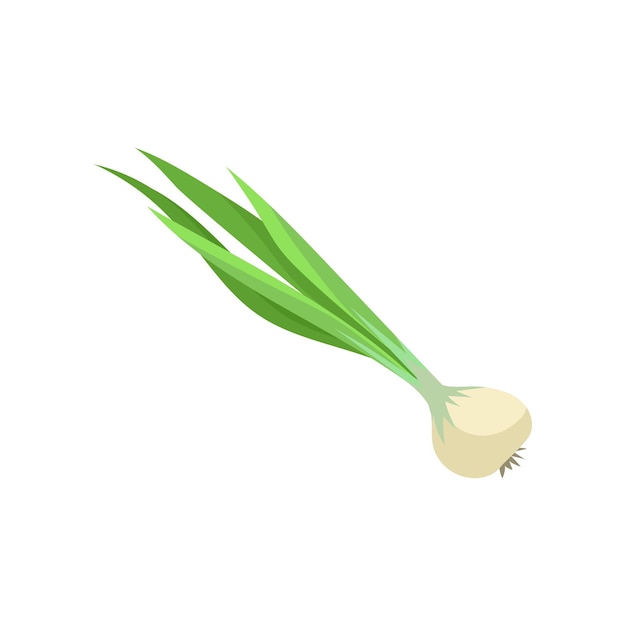 Fresh bitter onion chive with long green leaves and bulb Natural and healthy vegetable Organic food Flat vector icon