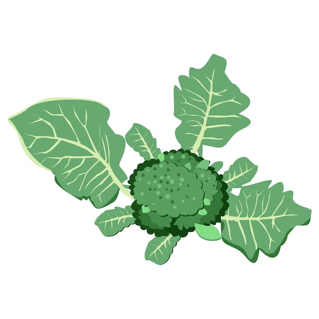 Вектор Свежая капуста брокколи вид сверху овощи мультфильм иллюстрация на белом фоне