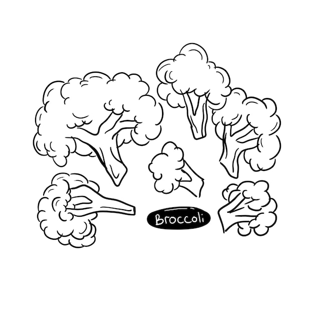 fresh broccoli handrawn doodle illustrations vector