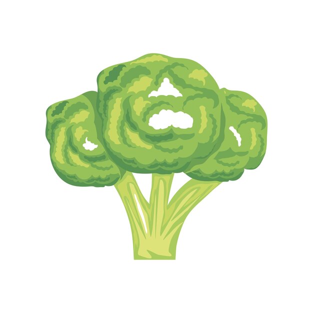 fresh broccoli vegetable icon isolated white background