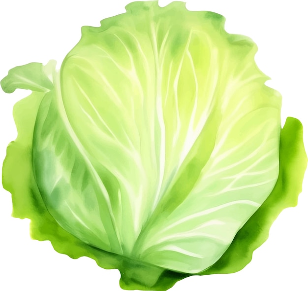 Fresh Cabbage Hand Drawn Watercolor Painting