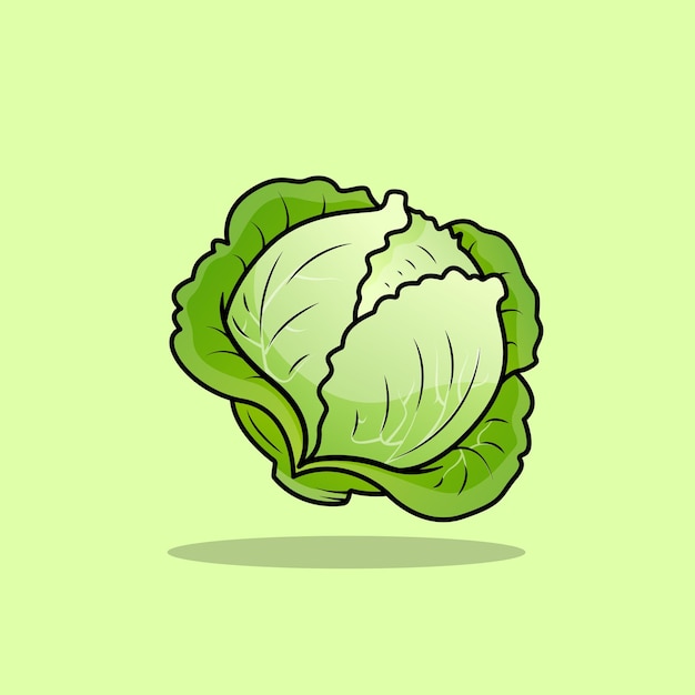 Fresh Cabbage