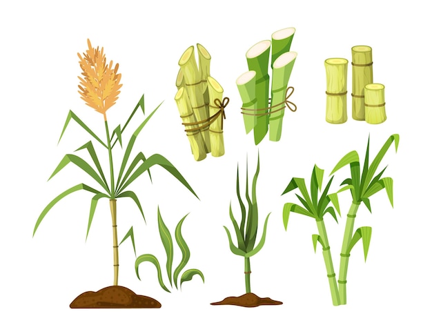 줄기와 잎 식물이 있는 신선한 사탕수수. 사탕수수 식물, 사탕수수 덩어리, 대나무. 천연 유기농 알코올 산업 식품 만화