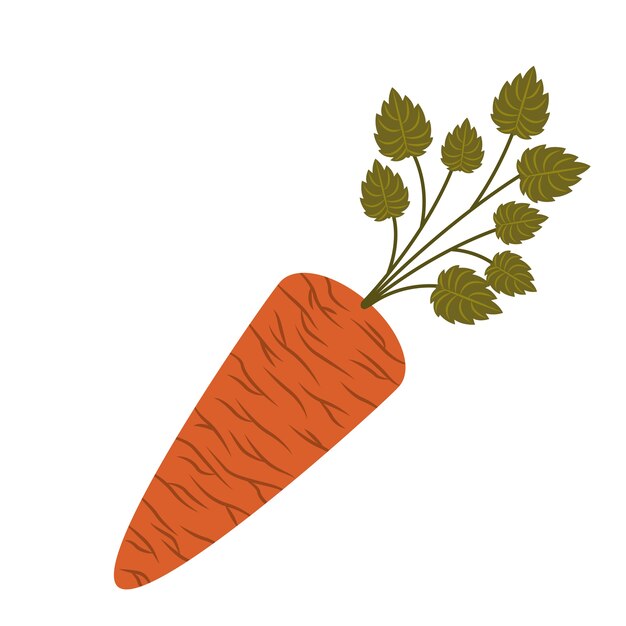 Fresh carrot isolated icon design