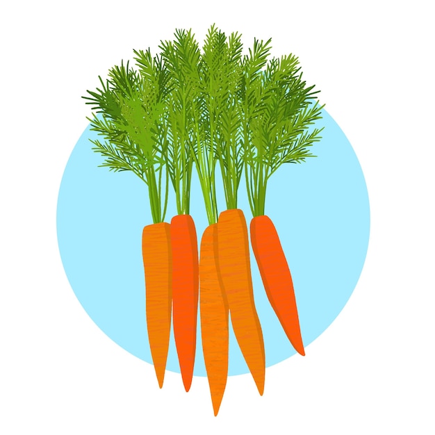 Fresh carrot vegetable with leaves cooking and salad tasty diet organic product
