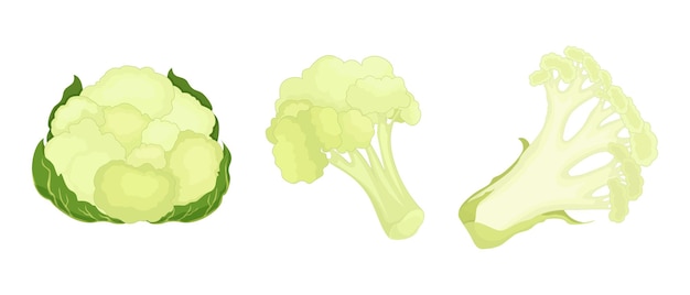 Fresh cauliflower whole, cut, inflorescence isolated on white background. Vector illustration