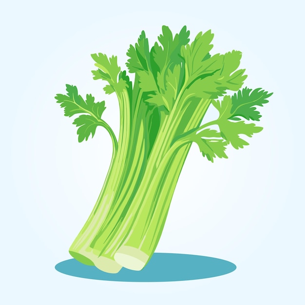 Fresh celery with green leaves Natural vegetable healthy vegetarian food organic product vector