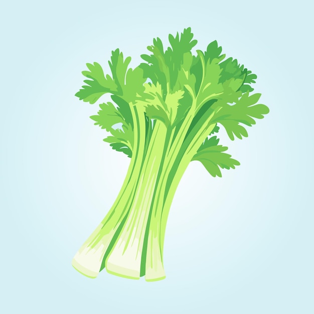 Fresh celery with green leaves Natural vegetable healthy vegetarian food organic product vector