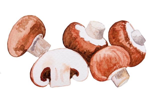 Vector fresh champignon mushrooms