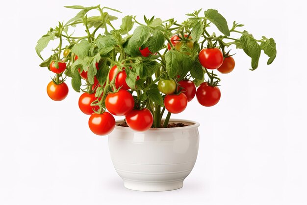 Vector fresh cherry tomato growing plant in a jar