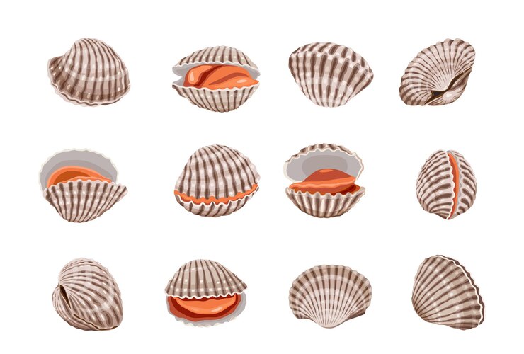 Vector fresh cockles on a white background