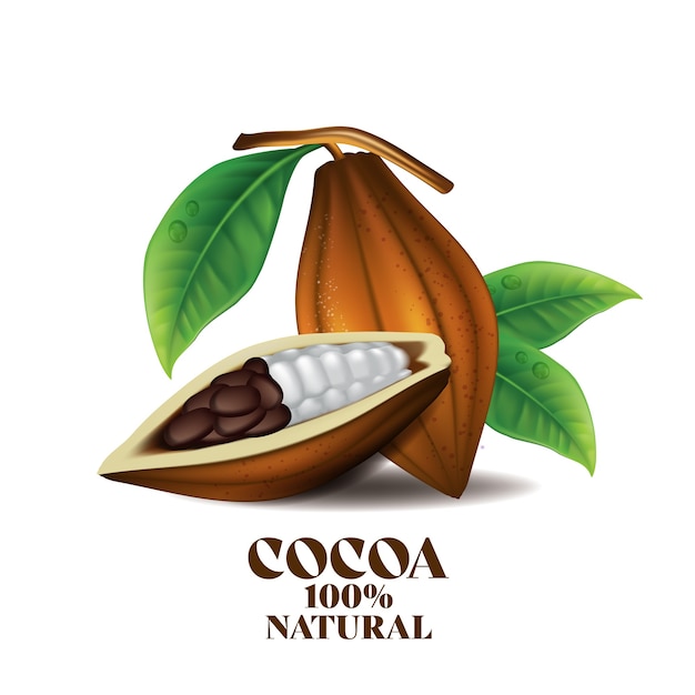 Frutta fresca di cacao con foglia verde