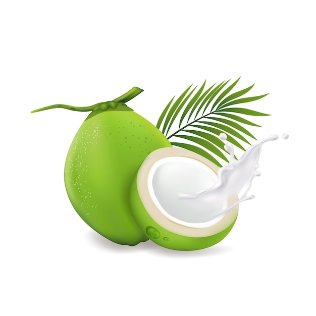 Vector fresh coconuts on a white background