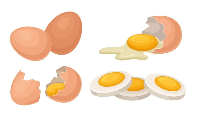 fresh and cooked eggs set broken eggs with cracked shell healthy organic food vector illustration