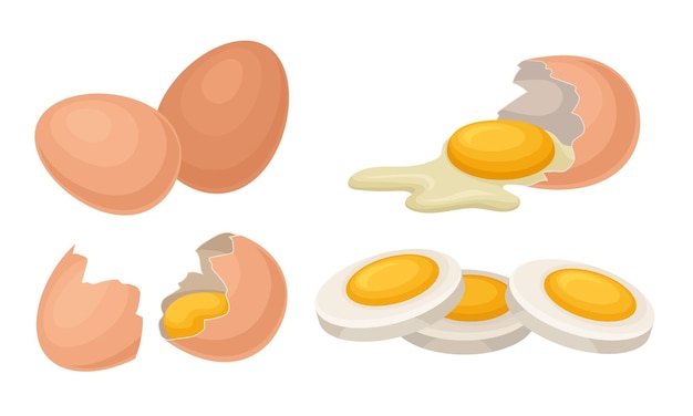 Vector fresh and cooked eggs set broken eggs with cracked shell healthy organic food vector illustration