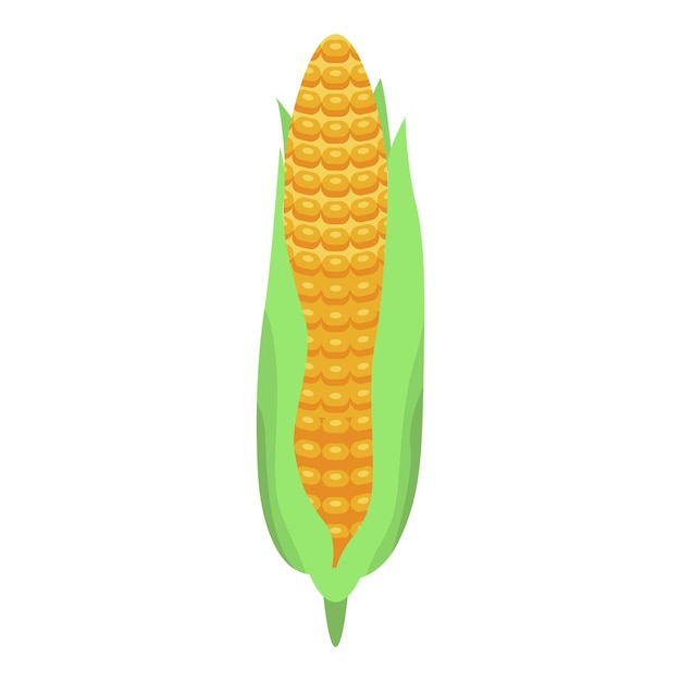 Vector fresh corn cob icon isometric of fresh corn cob vector icon for web design isolated on white background