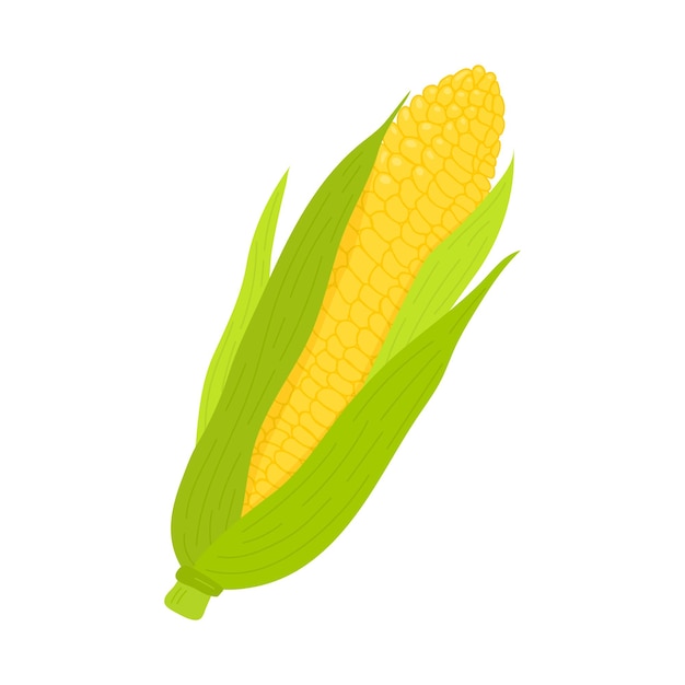 Vector fresh corn cob isolated on white background. corn icon for market, recipe design. organic food.