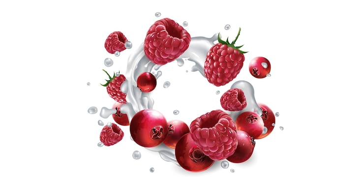 Vector fresh cranberries and raspberries in milk splashes on a white background.