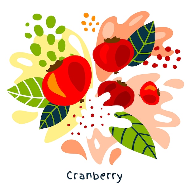 Vector fresh cranberry   fruits juice splash hand drawn illustration