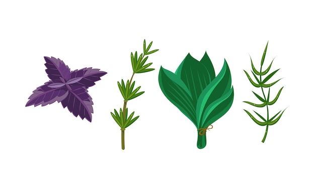 Вектор Свежие кулинарные травы и листья салата набор базилик тимьян розмарин шпинат векторные иллюстрации изолированы на белом фоне