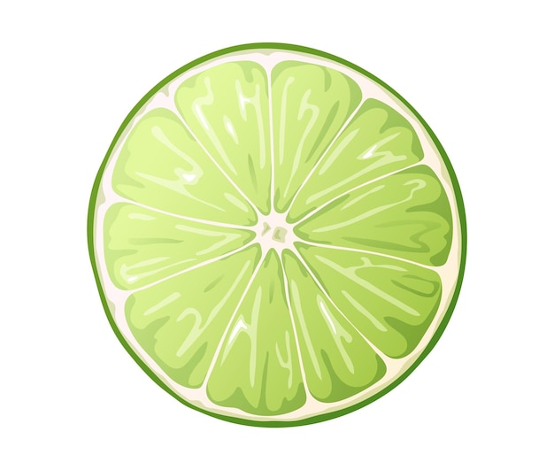 Fresh cut lime isolated on white background Green citrus fruit Vector illustration of lime slice