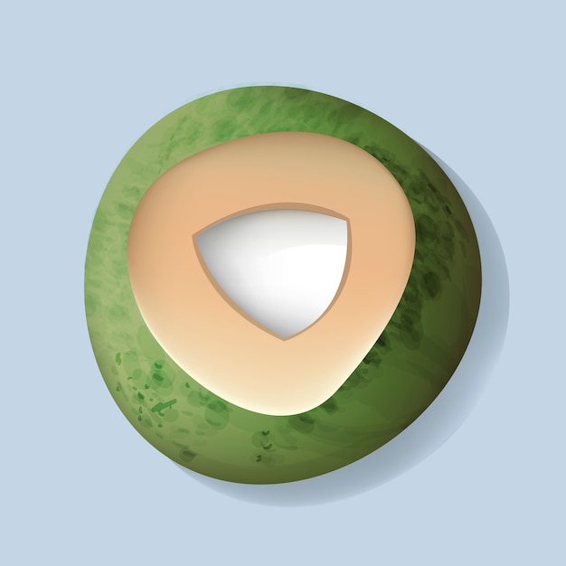 Vector fresh cut open coconut vector illustration