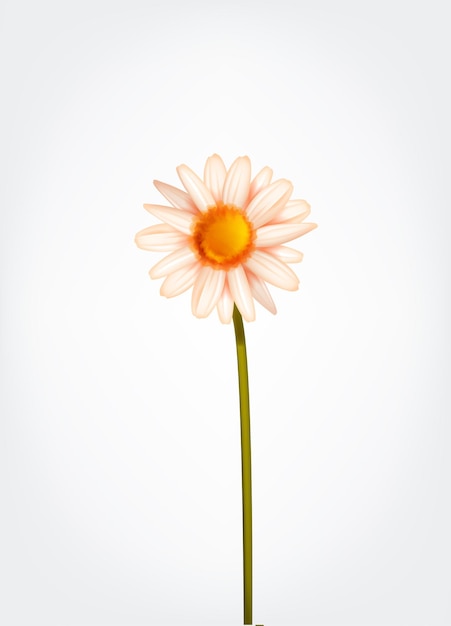 ベクトル 分離された新鮮なデイジーの花マーガレット カモミール