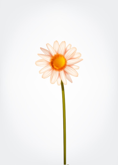 Vector fresh daisy flower marguerite chamomile isolated