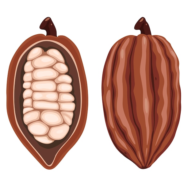 흰 배경에 분리된 콩과 반으로 자른 신선한 다크 레드 코코아 꼬투리