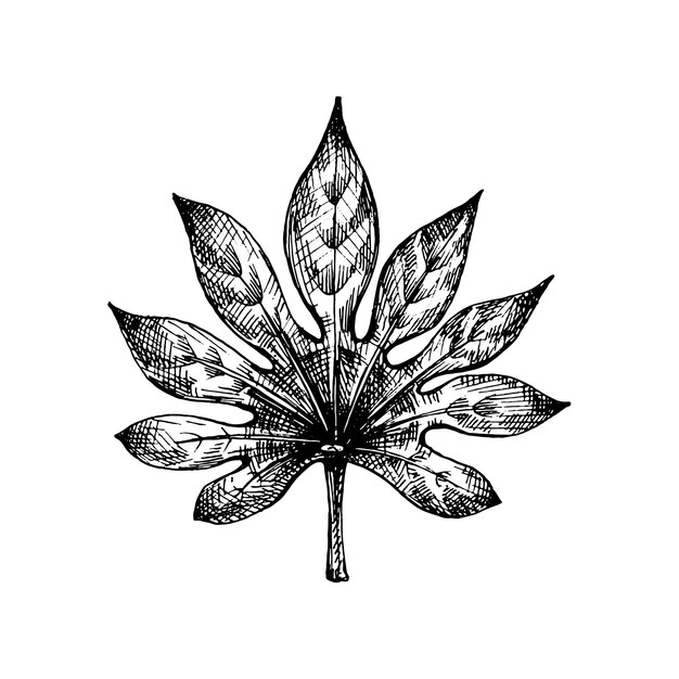 Vector fresh fatsia japonica leaf vintage vector hatching black hand drawn illustration isolated on white