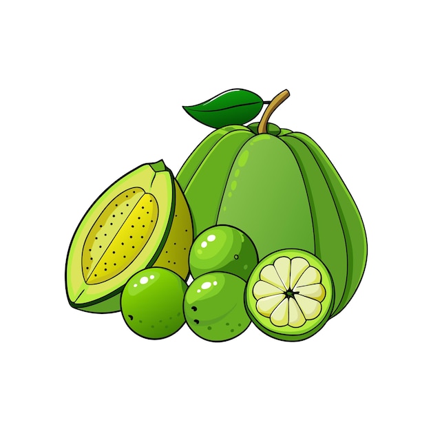 fresh feijoa fruit illustration