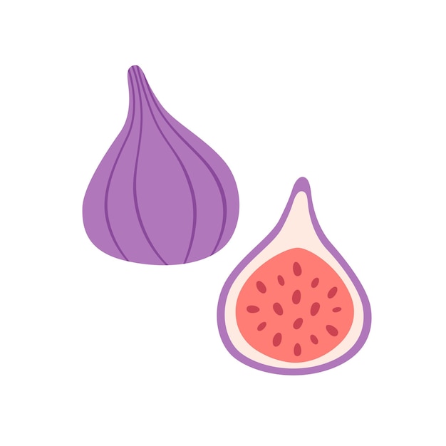 Fresh figs. Exotic and tropical fruit. Healthy food. Vector illustration