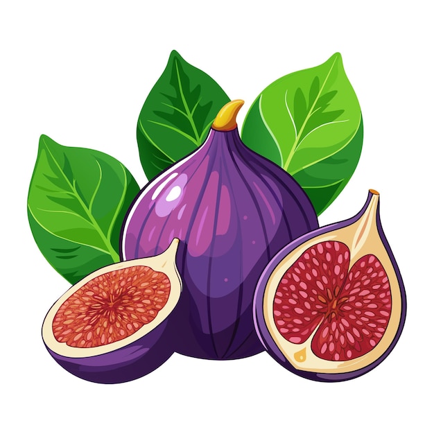 fresh figs fruit with leaf vector illustration