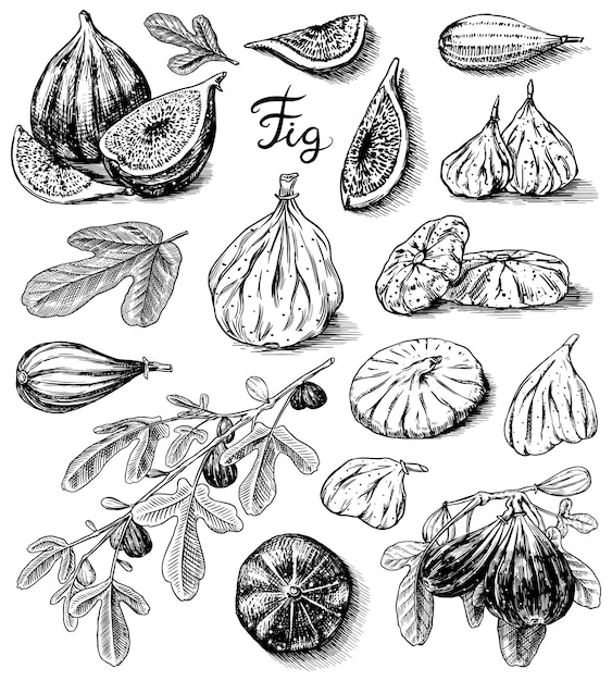 Fresh figs set detox spice dried fruit cut pieces foliage plant and branch vector engraved hand