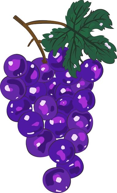 Fresh fruit purple grapes with leaves illustration sticker graphic element art card