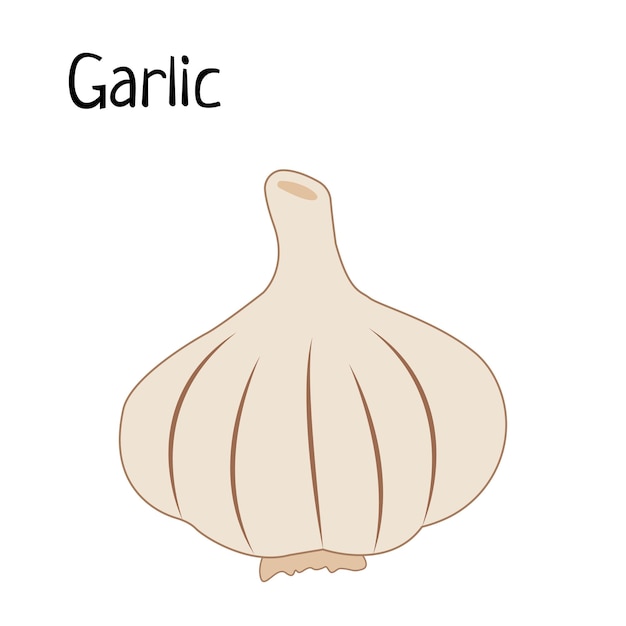 Fresh Garlic vector