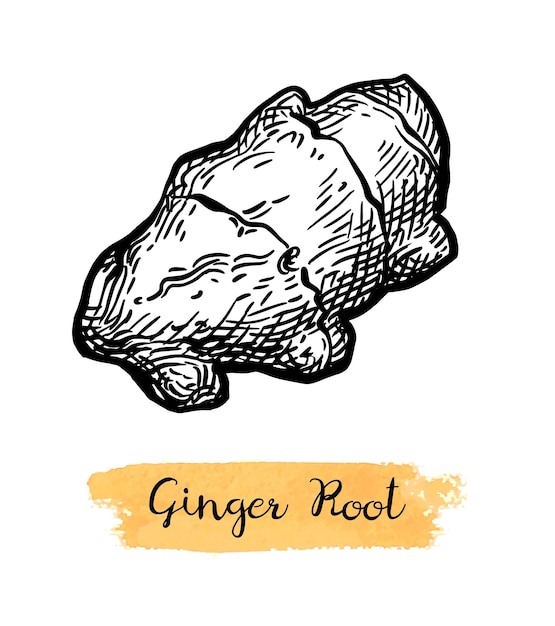 Vector fresh ginger root ink sketch